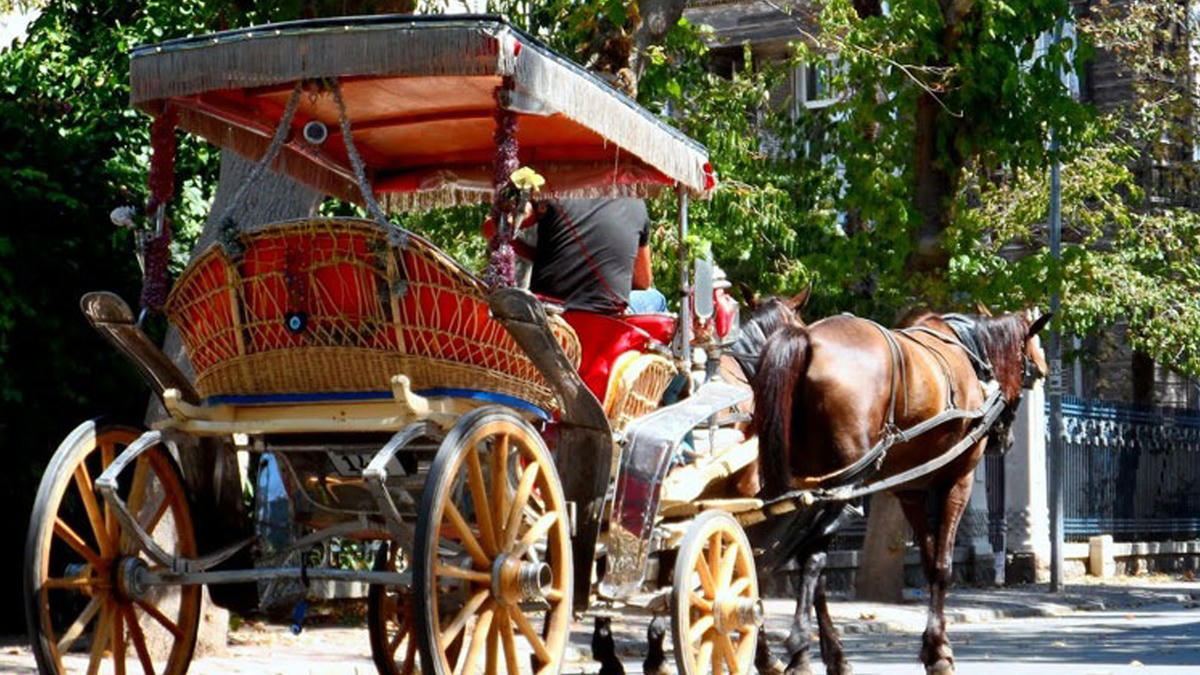 Hayvan hakları savunucuları: "35 değil, sıfır atlı fayton"